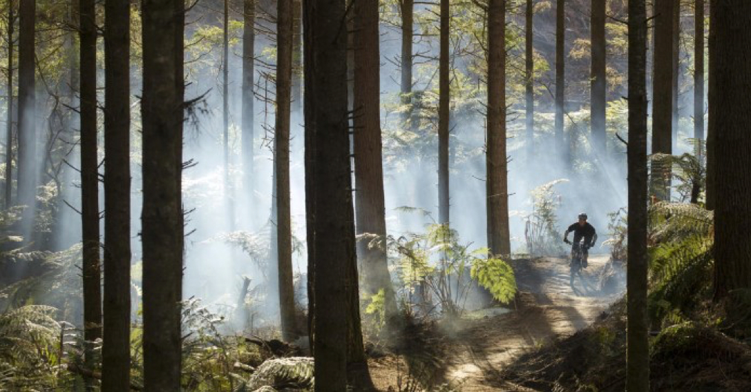 Go Mountain Biking in Whakarewarewa Forests Redwoods